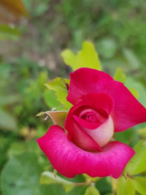  - Flori la baltă 2020