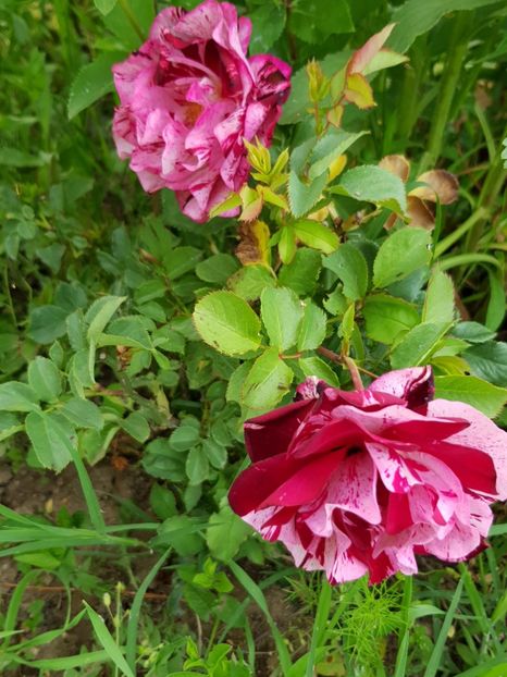  - Flori la baltă 2020