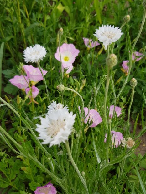  - Flori la baltă 2020