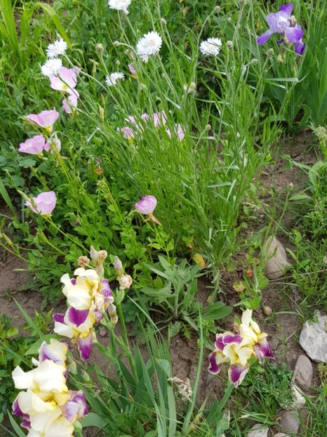  - Flori la baltă 2020