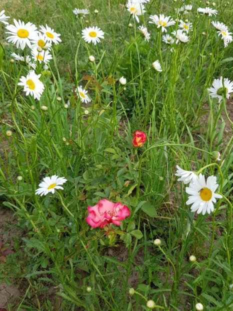  - Flori la baltă 2020