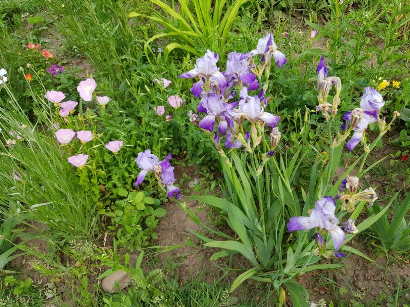  - Flori la baltă 2020