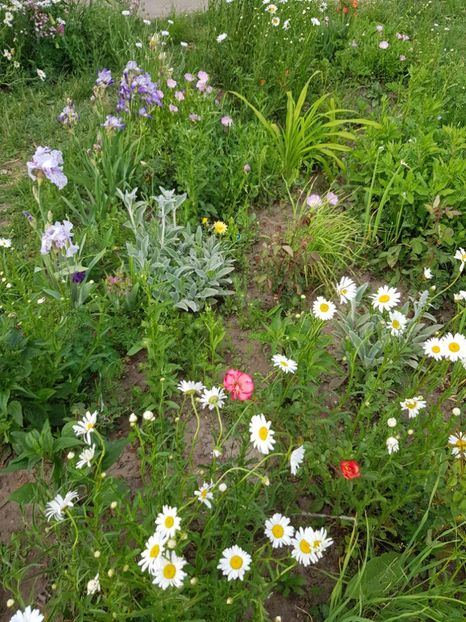  - Flori la baltă 2020