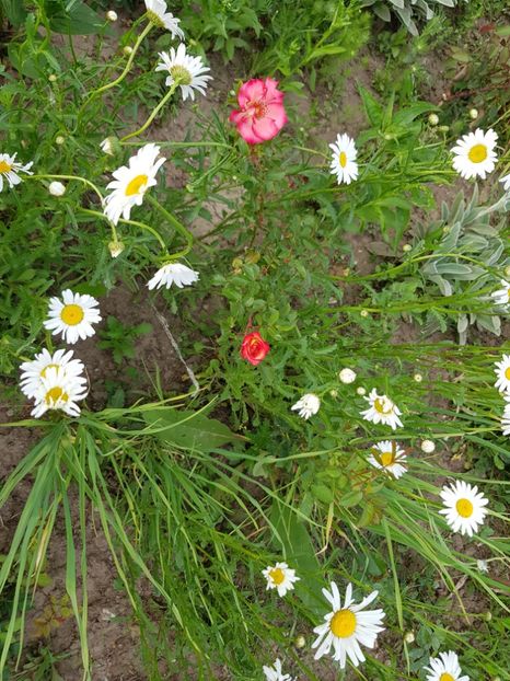  - Flori la baltă 2020