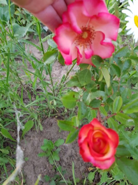  - Flori la baltă 2020