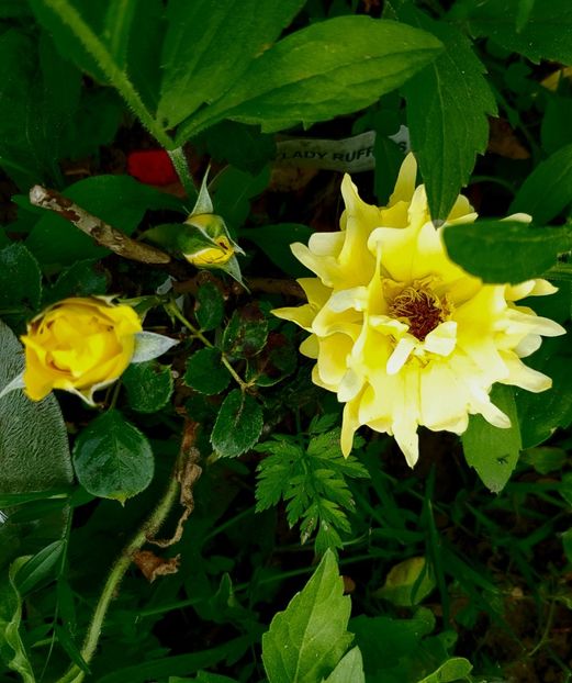  - Flori la baltă 2020