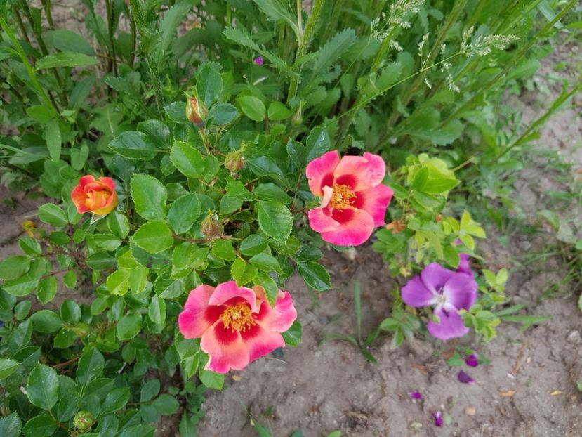  - Flori la baltă 2020