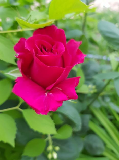  - Flori la baltă 2020