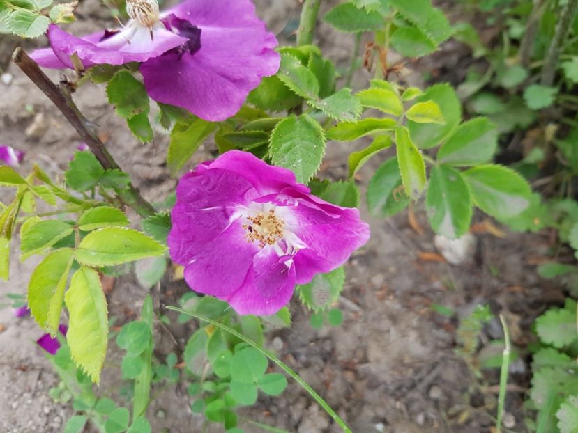  - Flori la baltă 2020