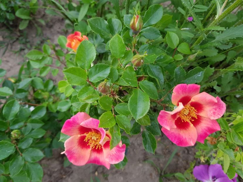  - Flori la baltă 2020