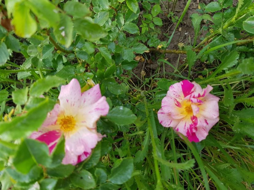  - Flori la baltă 2020