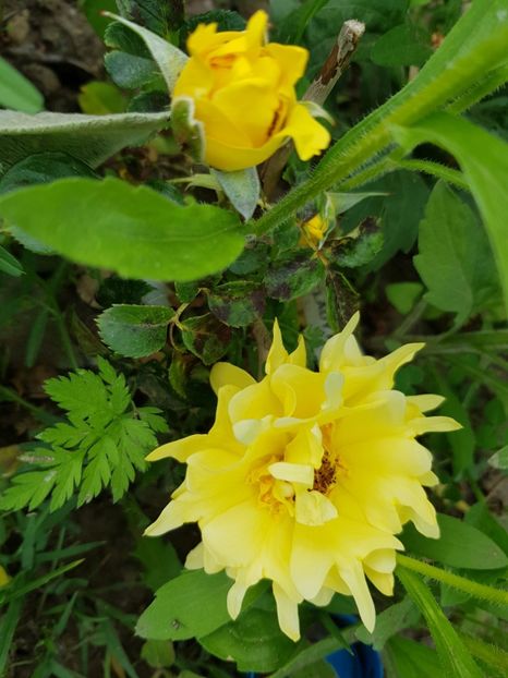  - Flori la baltă 2020