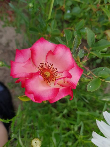  - Flori la baltă 2020