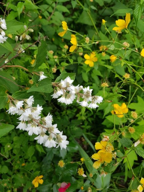 Șantaja și kerria - Mai 2020