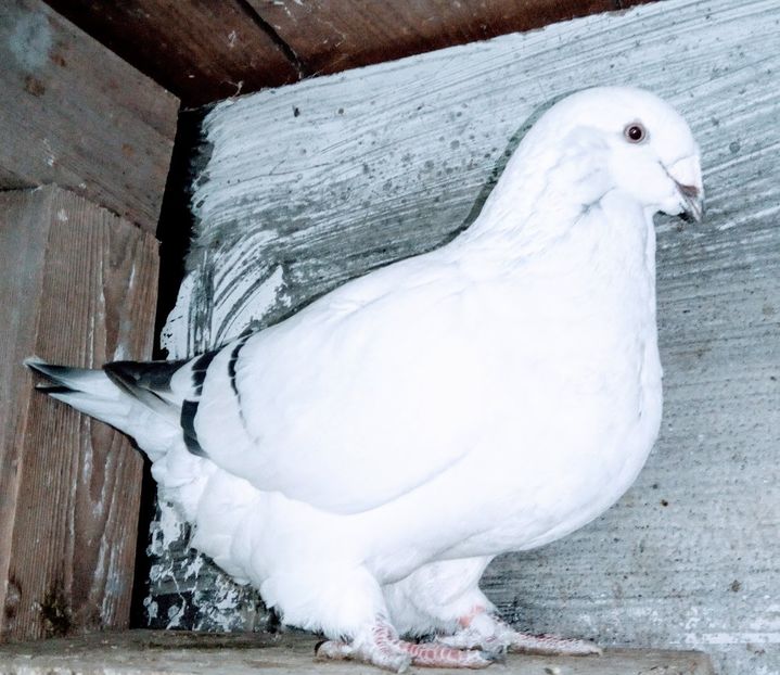  - - A - A - A - A- W A R N I N G !