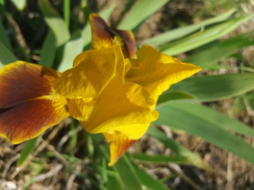  - Irisi infloriti in 2020