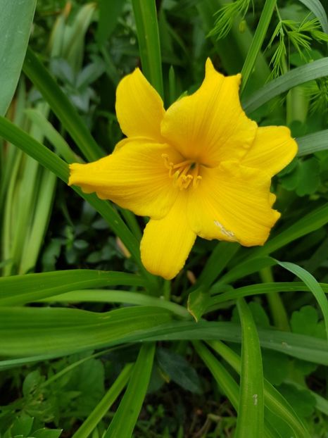 Stela - Hemerocallis 20 23