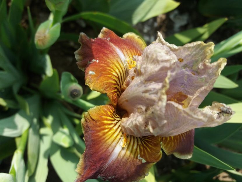  - Irisi infloriti in 2020