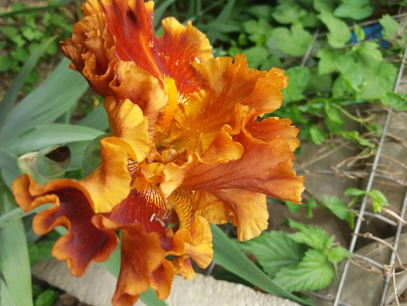  - Irisi infloriti in 2020