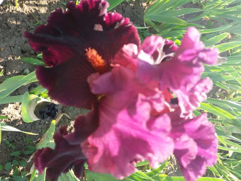  - Irisi infloriti in 2020