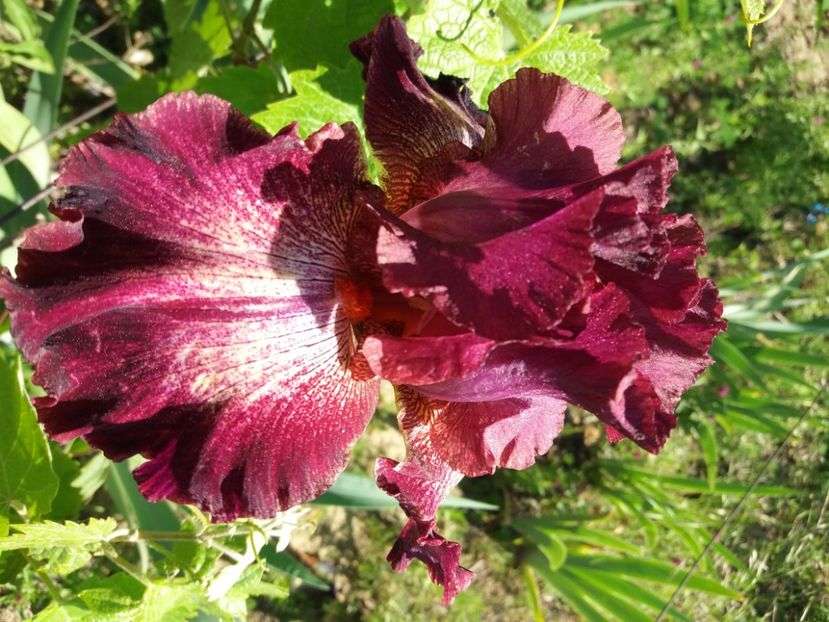  - Irisi infloriti in 2020