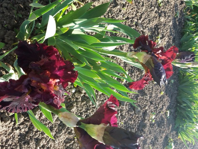  - Irisi infloriti in 2020