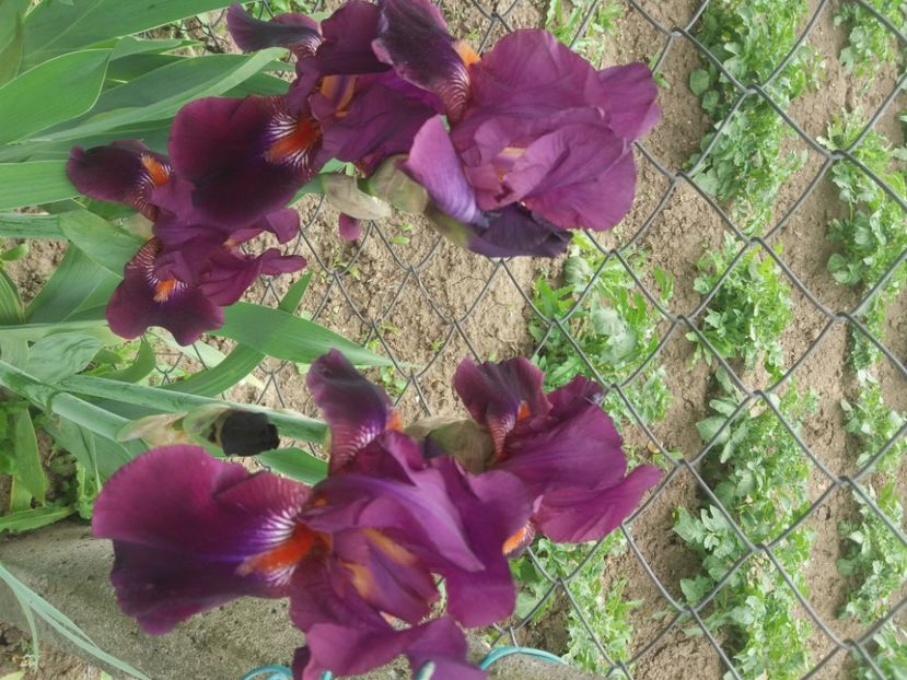  - Irisi infloriti in 2020