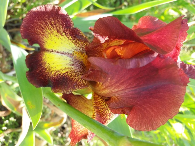  - Irisi infloriti in 2020