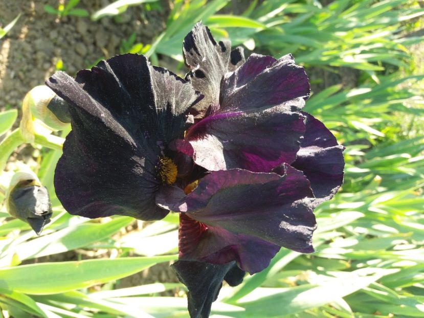  - Irisi infloriti in 2020