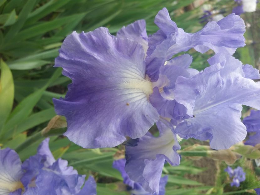  - Irisi infloriti in 2020