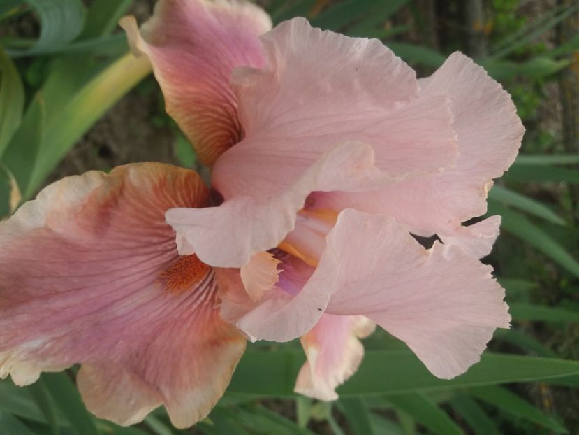  - Irisi infloriti in 2020