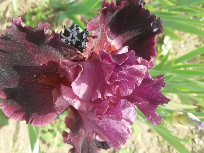  - Irisi infloriti in 2020