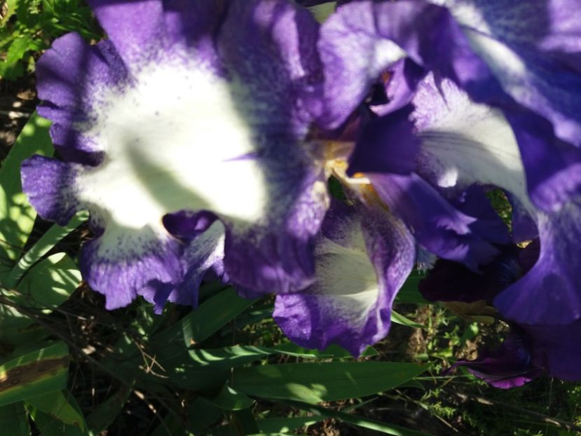  - Irisi infloriti in 2020