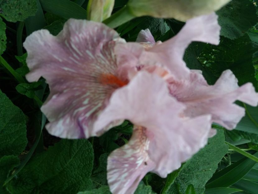  - Irisi infloriti in 2020