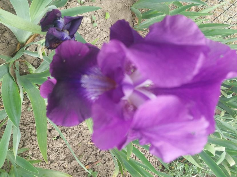  - Irisi infloriti in 2020