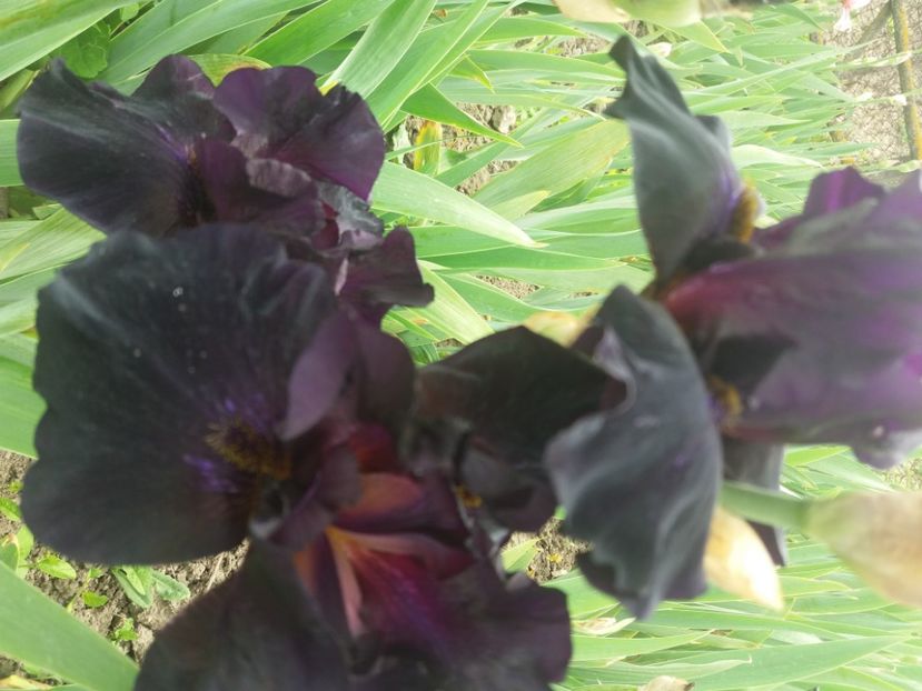  - Irisi infloriti in 2020