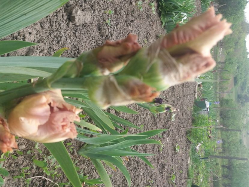  - Irisi infloriti in 2020