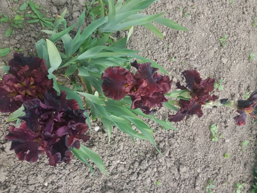  - Irisi infloriti in 2020