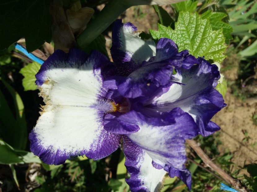  - Irisi infloriti in 2020