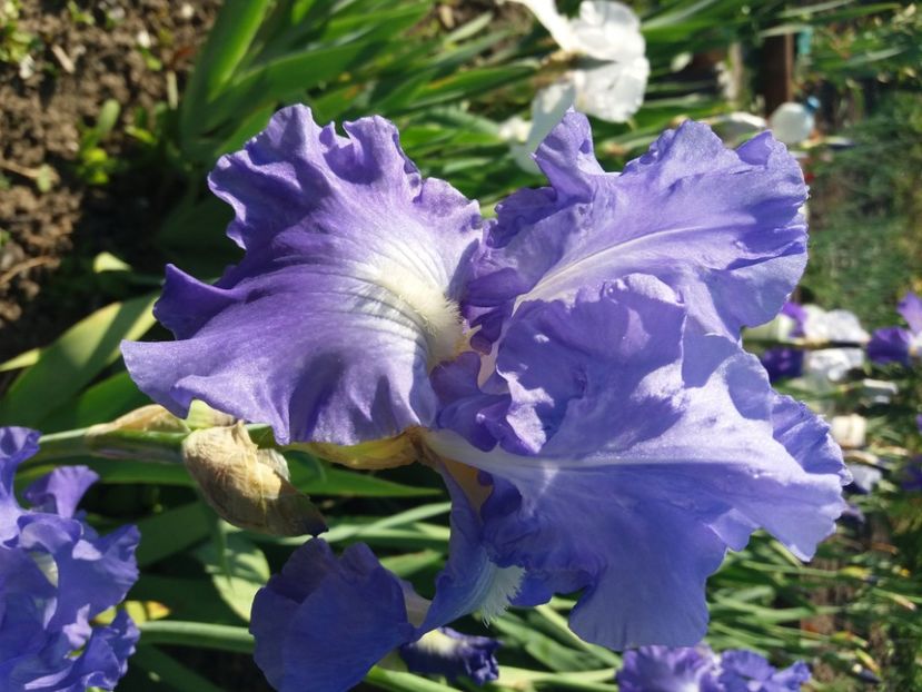  - Irisi infloriti in 2020