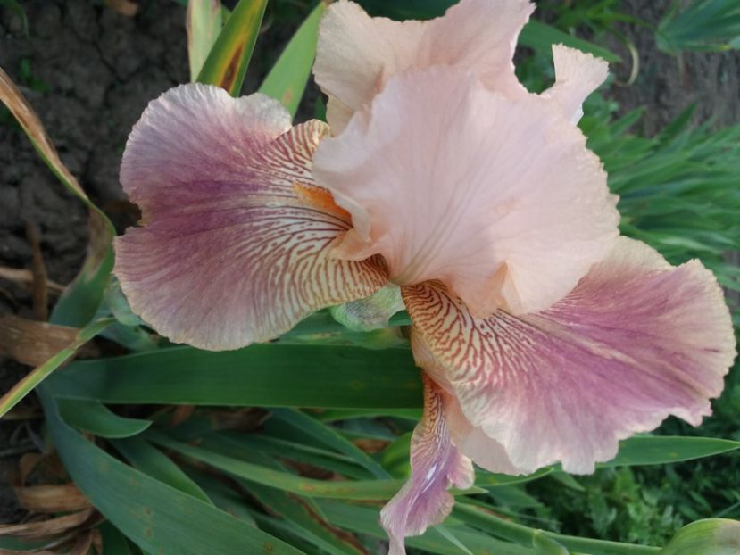  - Irisi infloriti in 2020