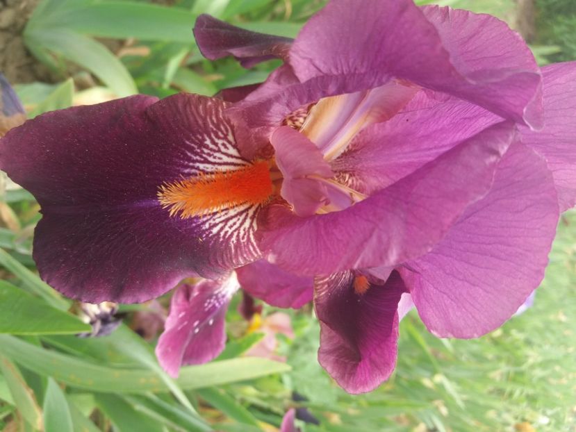  - Irisi infloriti in 2020