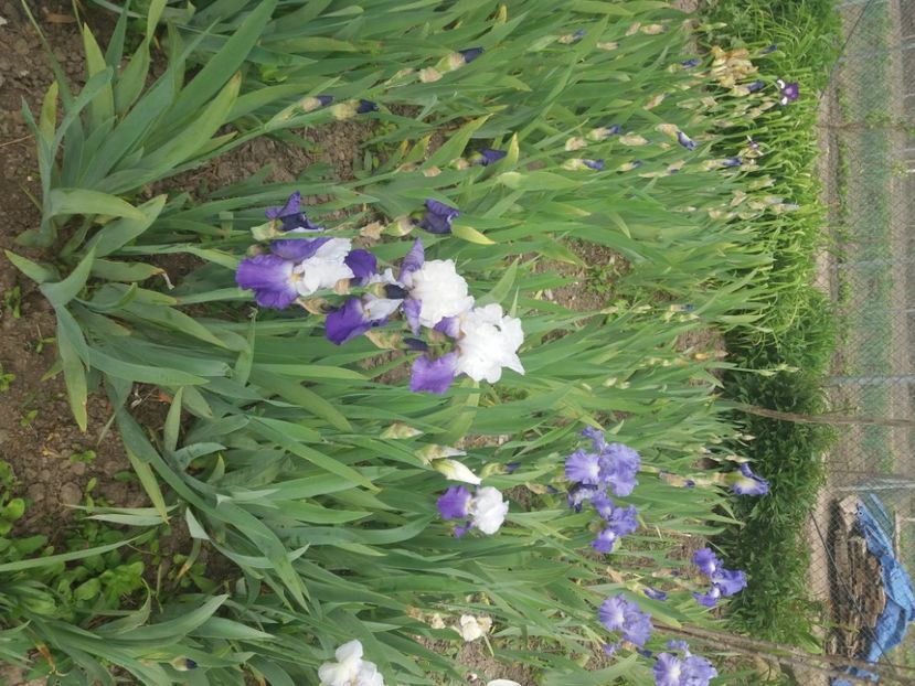  - Irisi infloriti in 2020