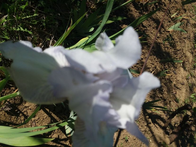  - Irisi infloriti in 2020