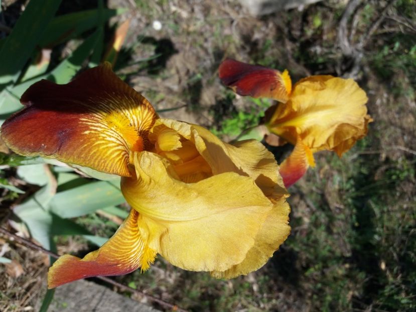  - Irisi infloriti in 2020