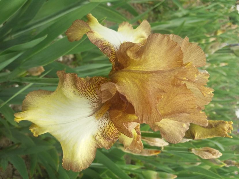  - Irisi infloriti in 2020