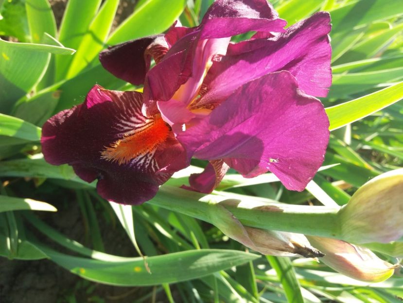  - Irisi infloriti in 2020