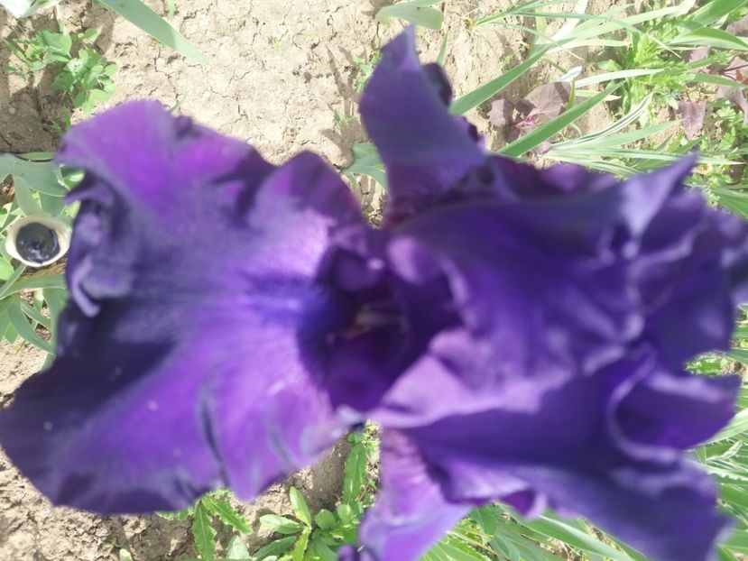  - Irisi infloriti in 2020