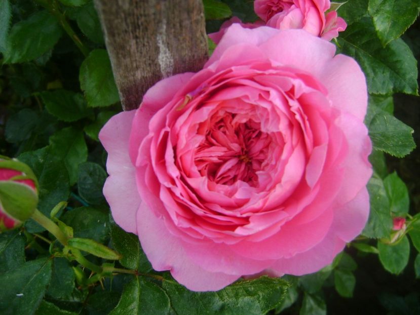  - Chantal merieux floribunda Guillot 2018-2020