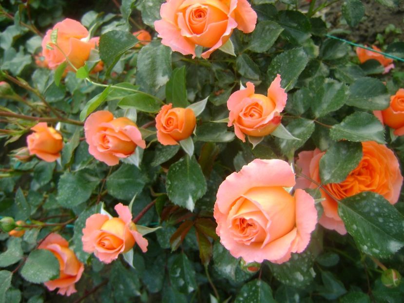  - Orange Meilove floribunda Meilland -2019-2020